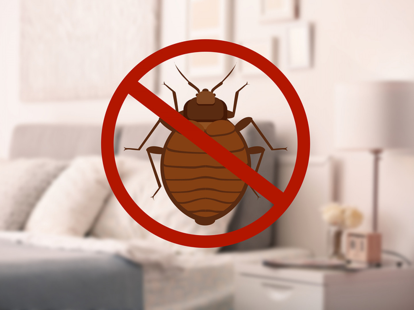 Bedbug Inspections Pittsboro, Sanford & Sanford, NC Elmore Pest